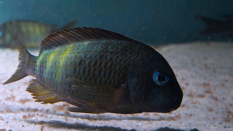 Tropheus sp. 'crescentic' Kongwe Green